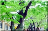 나무 : 느티나무